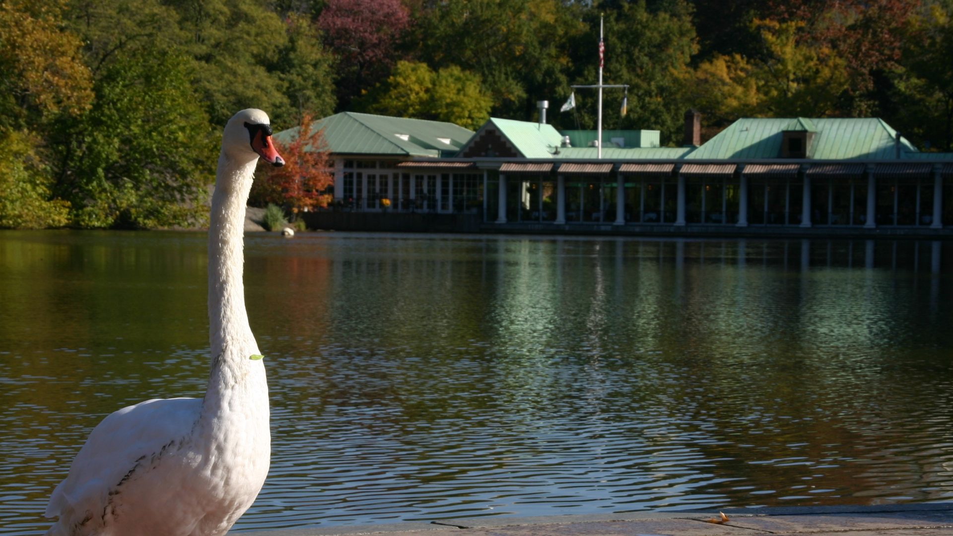 Swan in Central Park Loeb Boathous