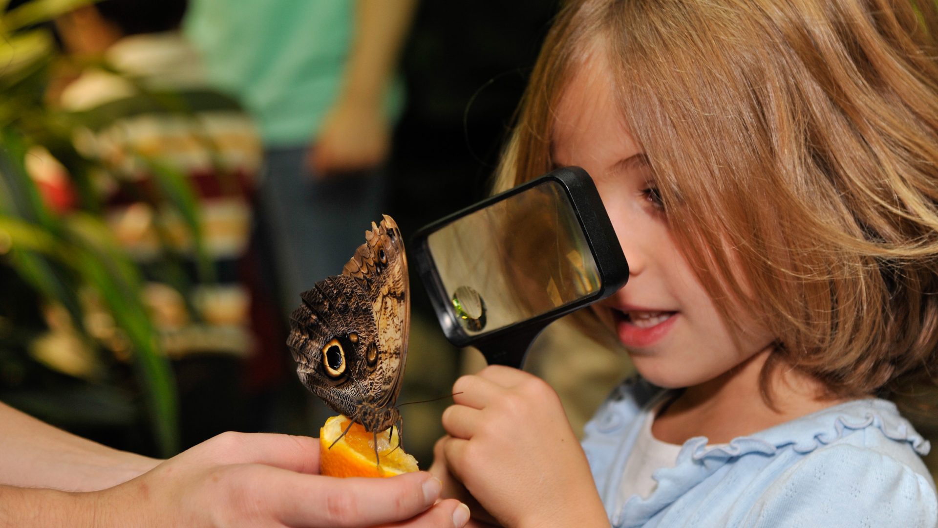 Girl Looking at a Butterfly
