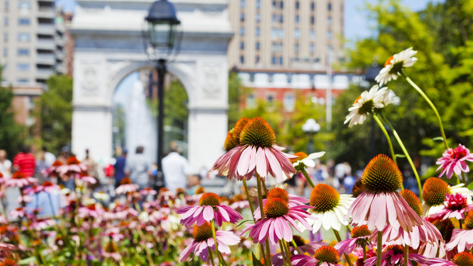 Flowers in Washington Square Park